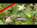 Datura et Belladone : deux plantes très toxiques dignes des sorcières