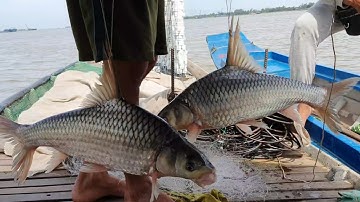 Cặp cá cóc 5,2kg đã sa vào lưới ngư dân sông tiền () the toads were caught in the net
