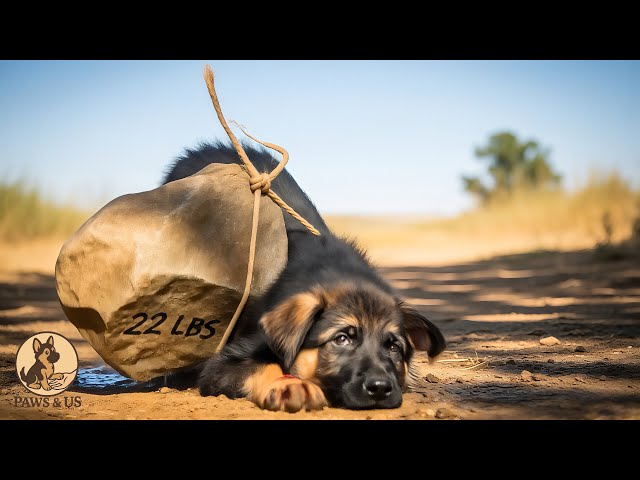 Dragged Himself to Safety with a 22LB Rock – But What Broke the Hunter Came  After - YouTube
