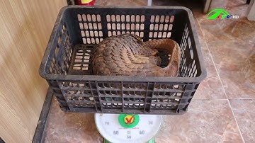 Người dân Đức Trọng giao nộp cá thể Tê Tê nặng 5Kg