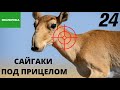 Контроль популяции сайгаков в Казахстане | Экологика