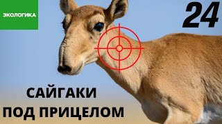 Контроль популяции сайгаков в Казахстане | Экологика