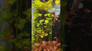  aquariumfish aquariumlife aquariums fish   