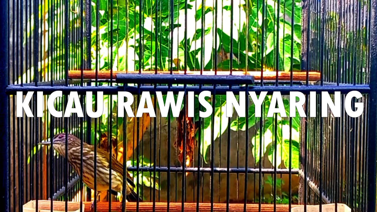 KICAU CUCAK RAWIS COCOK UNTUK PANCINGAN BURUNGMU YANG MANDEK
