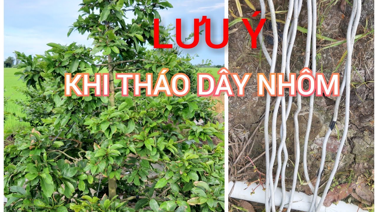 NHỮNG LƯU Ý KHI THÁO DÂY NHÔM CHO CÂY MAI | VƯỜN MAI VÀNG 7 DỰ CẦN THƠ