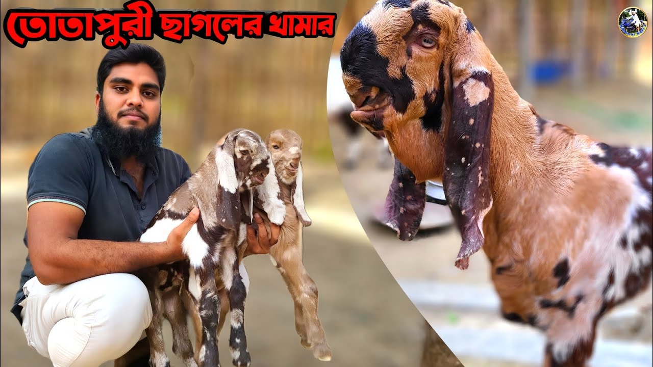 👉👉তোতাপুরী ছাগলের ফার্ম কোয়ালিটি ফুল  তোতাপুরী  ছাগল কিনুন 💥💥