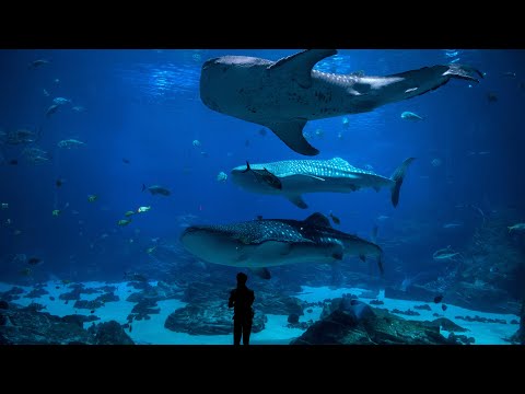 Underwater World 🐠 4K Nature Timelapse 6 | Relaxing Music | Meditation Music #relaxing #music