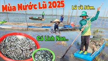 Nước Lũ tràn đồng sớm" rộn ràng săn Cá Linh Non" cá Chạch đồng đầu mùa