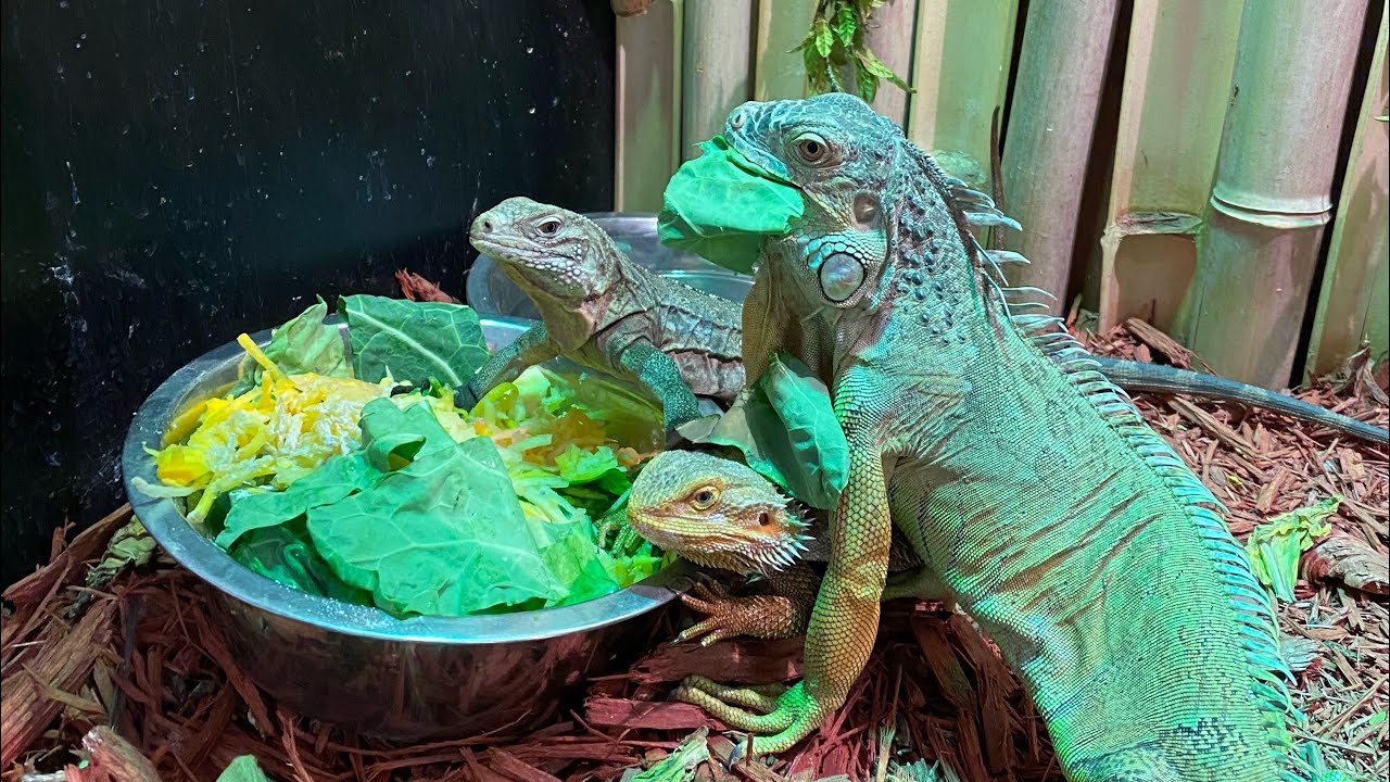 Ever seen a Rock iguana , Green iguana and Bearded Dragon that are