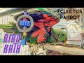 Eclectus Parrot Bird Bath Video!