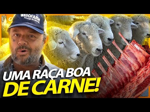 Vídeo: O que é mais lucrativo - 