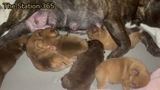 40min Compilation Nursing Puppies Original Audio French Bulldogs Breastfeeding #furbabies