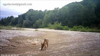 Parziale Dispersione Jun24