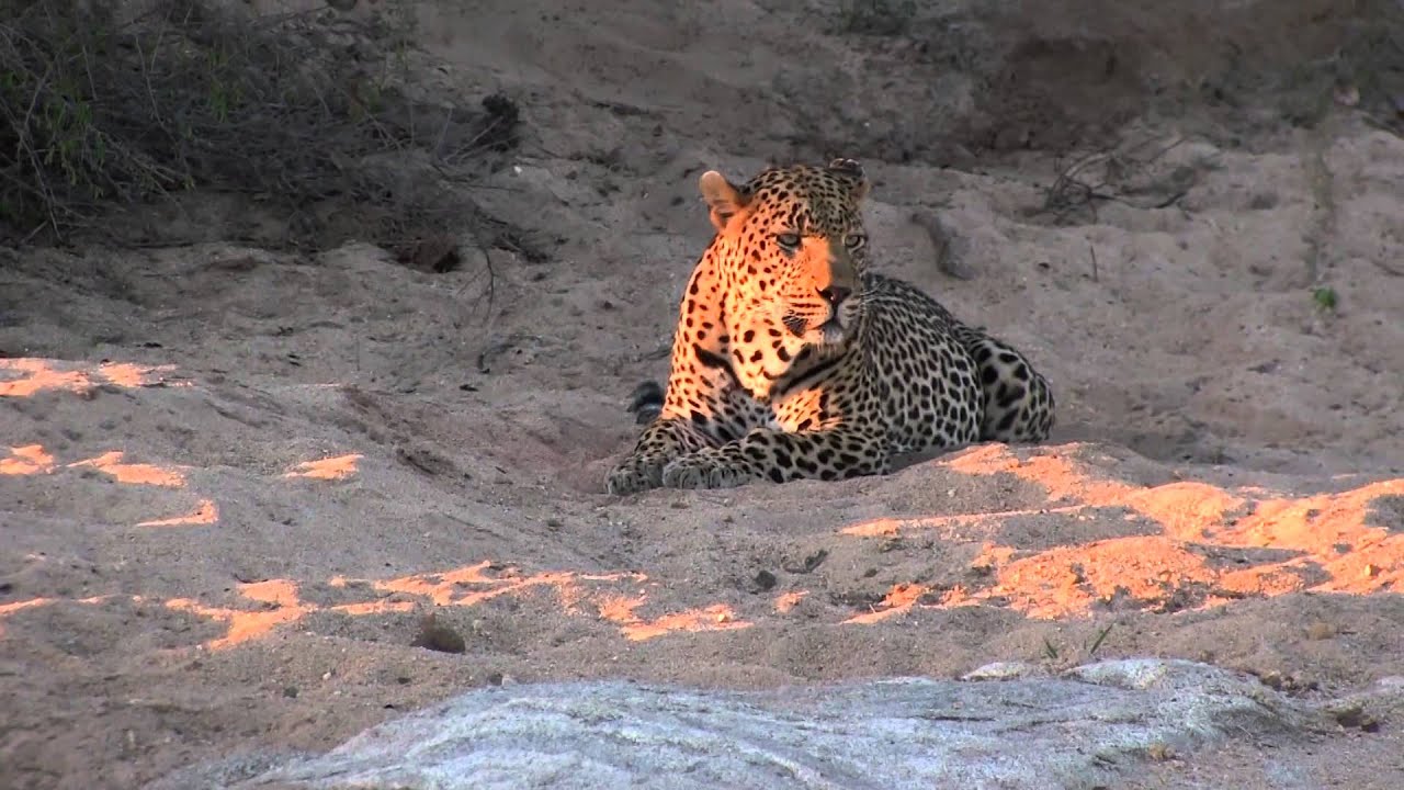 Leopard Calling - YouTube