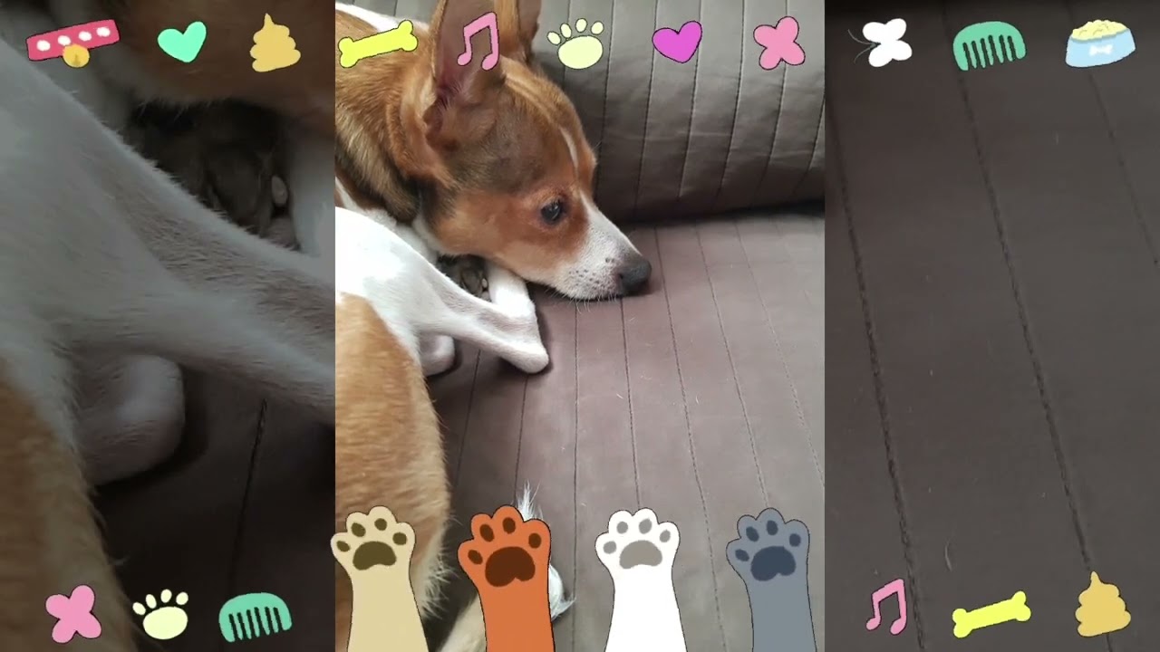 WOLLY......IL NOSTRO PICCOLO GRANDE AMORE YouTube