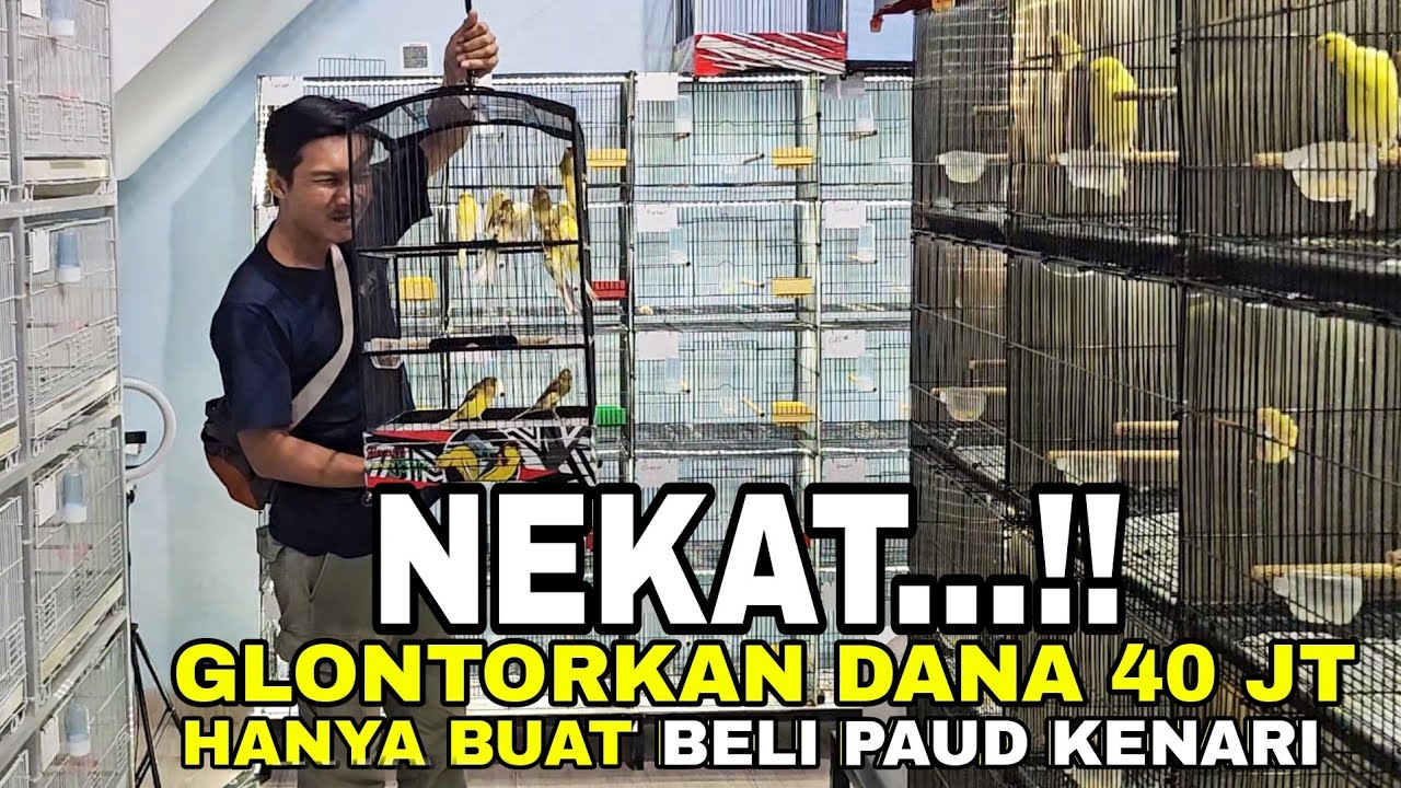 WANTO CANARY JOGJA.TEMPAT NYA PAUD  CROSBREAD DAN IMPORAN KENARI IDAMAN GAK ADA LAWAN..‼️