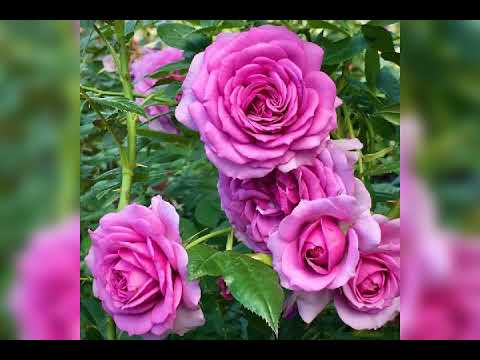 الله يا بلادنا الله عبدالحليم حافظ 