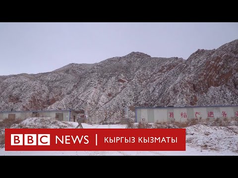 Video: Россияда мончолордо абийирдүү жуу: эмнеге тыюу салгылары келишти