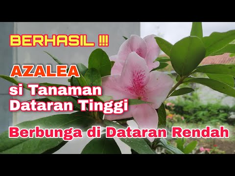 Video: Menanam Dekat Rhododendron – Rhododendron Dan Sahabat Azalea