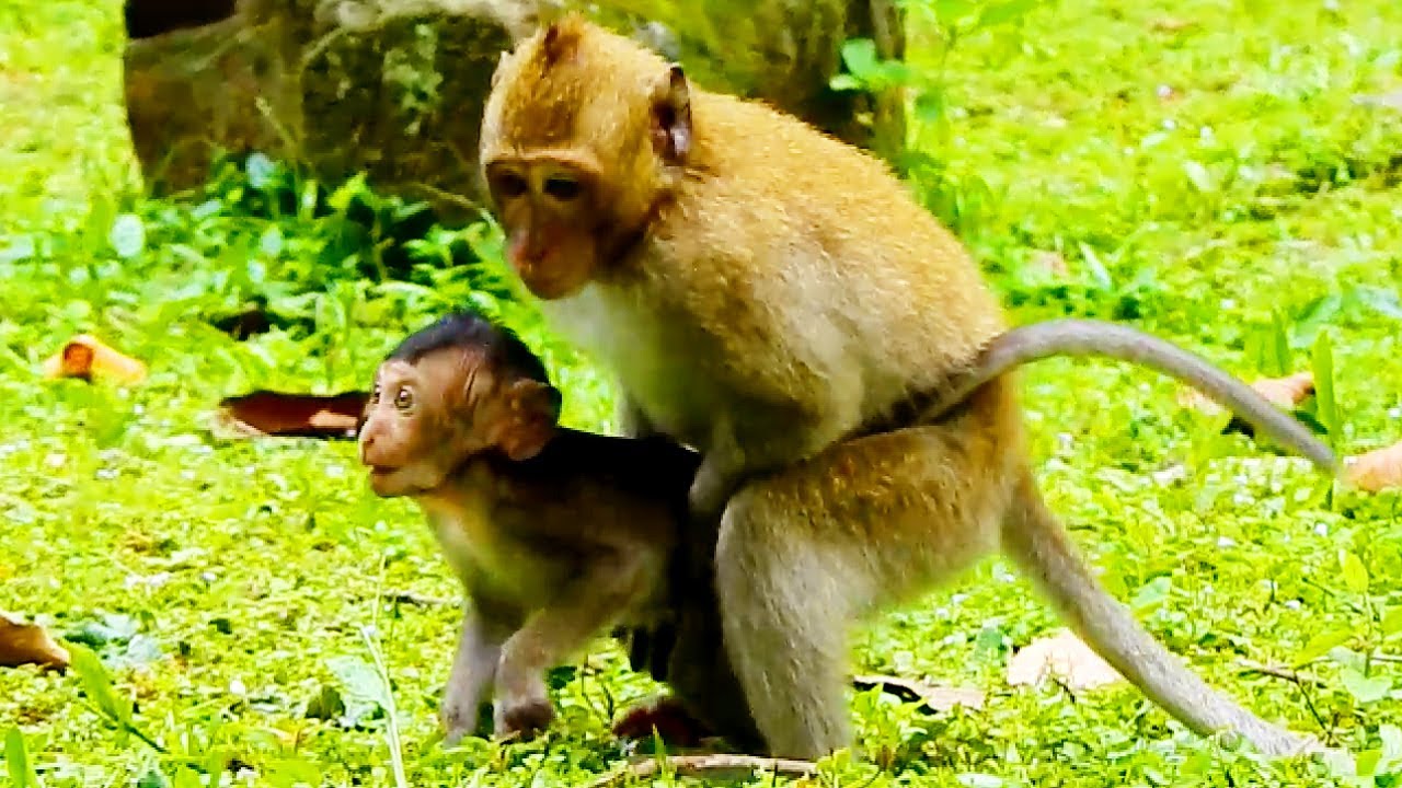 MG! What's Happening with A Baby Monkey So Pity/ 