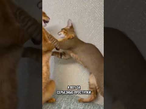 Как кошка наказывает котят  #кот #коты