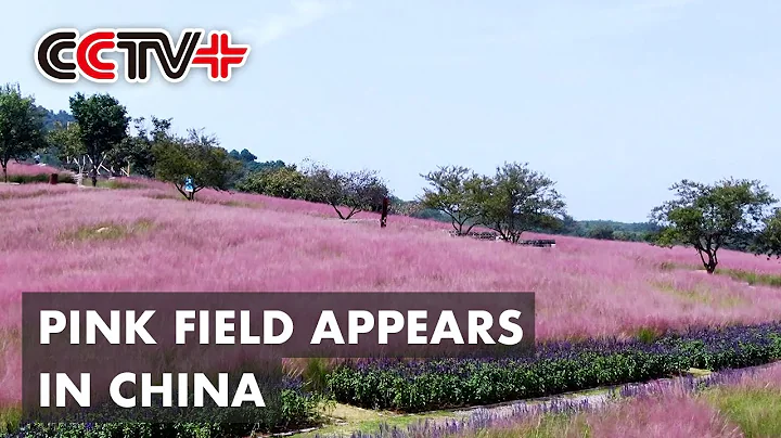Fields of Pink Attract Tourists to East China - DayDayNews
