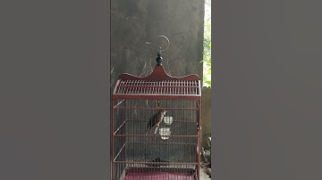 kapas tembak ngeroll nembak sadis