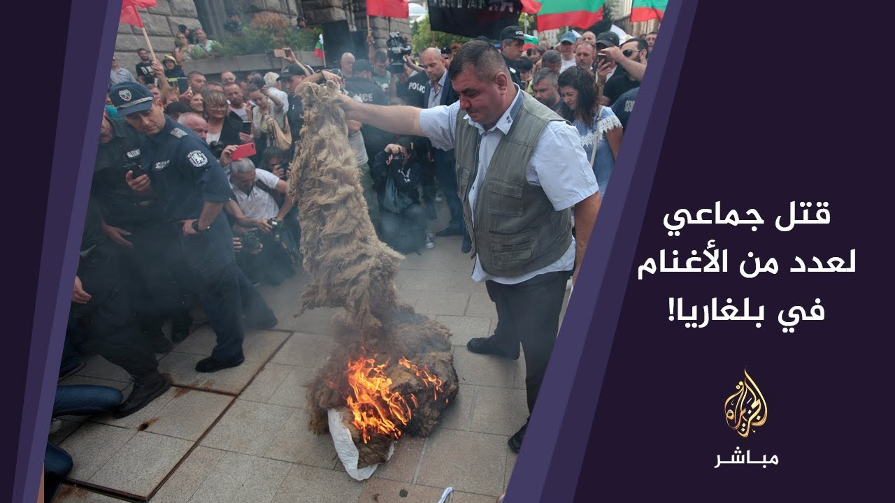 غضب المزارعين في قرية بلغارية بسبب قتل جماعي لعدد من الأغنام مصابة بالطاعون