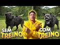 CANE CORSO QUE MORDE DE VERDADE | CANE CLUB KENNEL