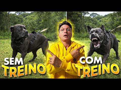 Cane Corso that really bites | Cane Club Kennel