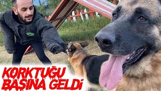 K9 DOG ATTACK AND BITE! #inanoğlu #köpekeğitim