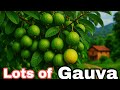 Amruda ki kheti 🌴Guava farming in nepal🍐😱 अम्बा खेती 😱 #guava