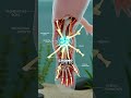 This Amphibian Can Regrow Its Own Limbs From Scratch #shorts #axolotl