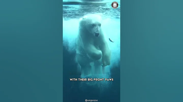 Polar Bear 🐻‍❄️ The Deadliest Beast Of The Arctic