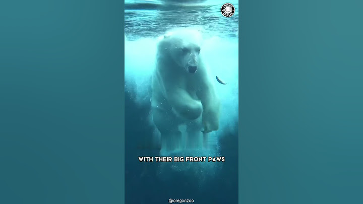 Polar Bear 🐻‍❄️ The Deadliest Beast Of The Arctic - DayDayNews