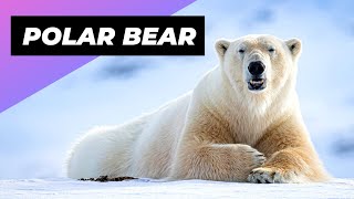 Polar Bear 🐻‍❄️ The Deadliest Beast Of The Arctic