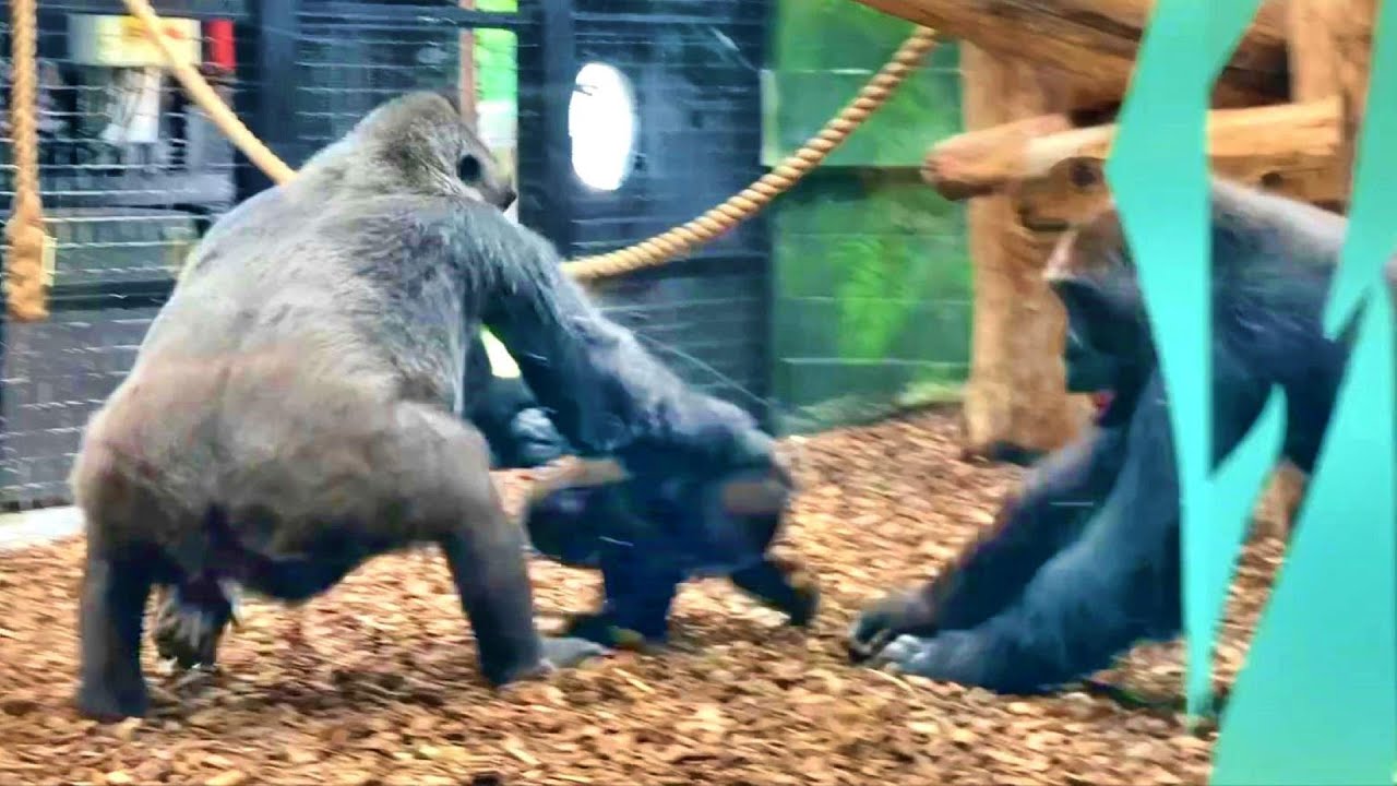 Effie Charges at Gernot - Gorillas get agitated whilst waiting for food! - ZSL - Kiburi Troop