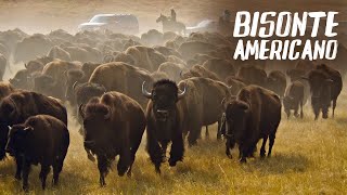 BISONTE AMERICANO | Mini Documental