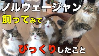 実際ノルウェージャンを飼うとこうだよ！という事TOP5　ノルウェージャンフォレストキャット