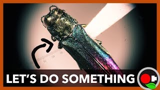 The Emerald Ash Borer is Coming!