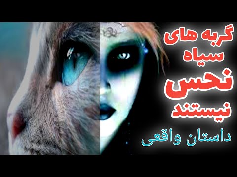 داستان ترسناک گربه های سیاه نحس نیستند ارسالی از مخاطب کانال حکایت های ماورایی