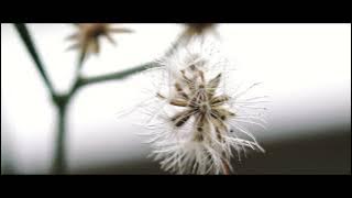 Little Things That Matter | 1 Minute Nature Video