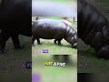 Pet Hippo