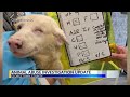 'Unspeakable': Georgetown County sheriff calls animal-cruelty case the worst he's ever seen