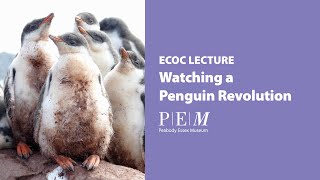 Watching a Penguin Revolution - ECOC February 2024