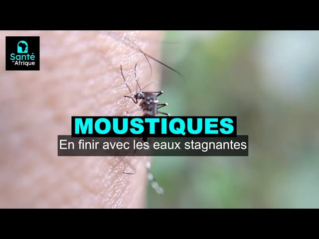 Solution anti moustique pour eau stagnante ZANZARA®