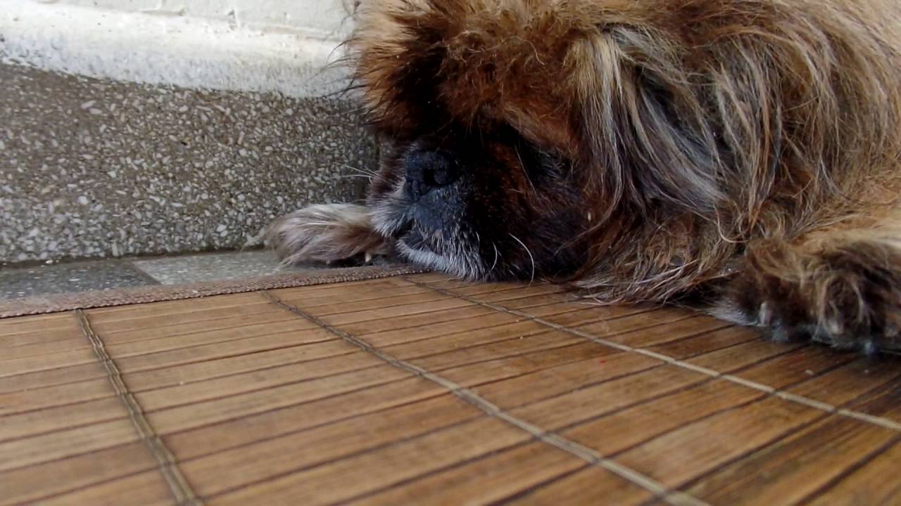 pekingese snoring
