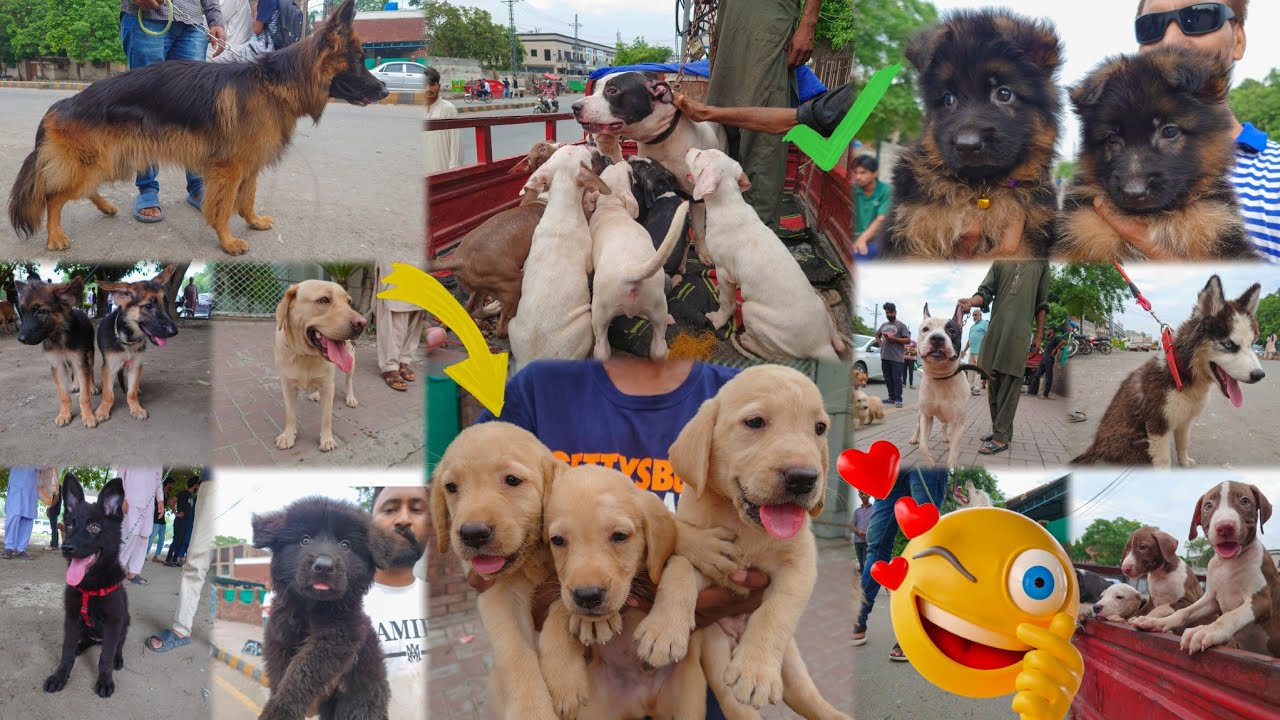 Dogs Ki Mandi, Lahore 13 July | Tollinton Market Lahore | Exploring with YASIR | Special Dogs Market