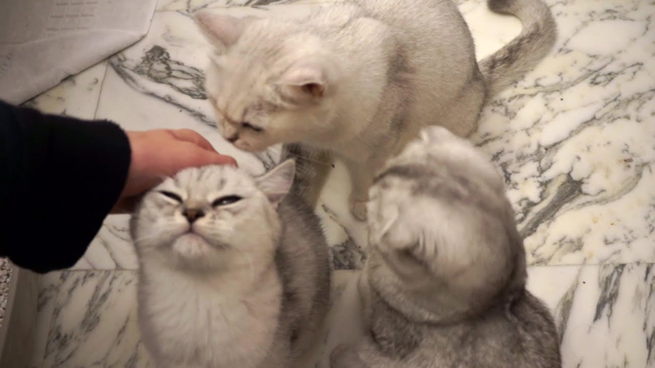 3-chattes-blanches-adorent-les-caresses-scottish-straight-et-fold