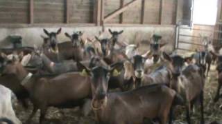 Goat Cheese farm